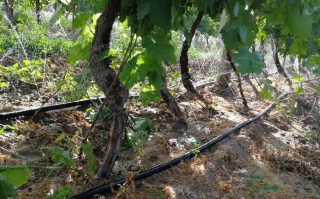 甘肅加快旱作節(jié)水應用，將落實1000畝葡萄水肥一體化技術