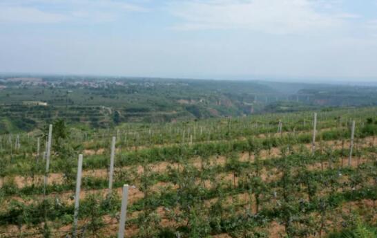 山東蘭陵縣強化督導水肥一體化示范區(qū)建設