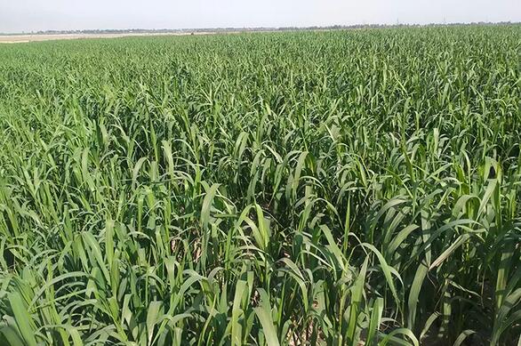 內(nèi)蒙古自治區(qū)建設(shè)高標(biāo)準(zhǔn)農(nóng)田459萬畝，軟體集雨水窖150萬畝