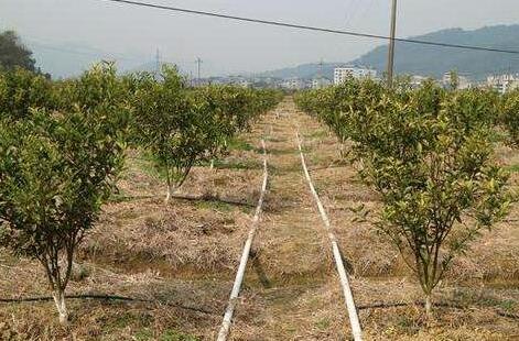 什么是水肥一體化技術(shù)，有什么好處