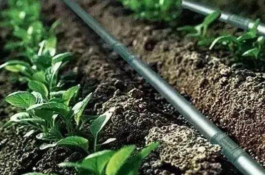 水肥一體化三種技術模式，實現(xiàn)節(jié)水節(jié)肥